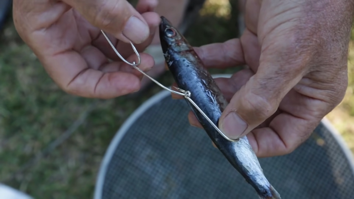 bait for beach fishing