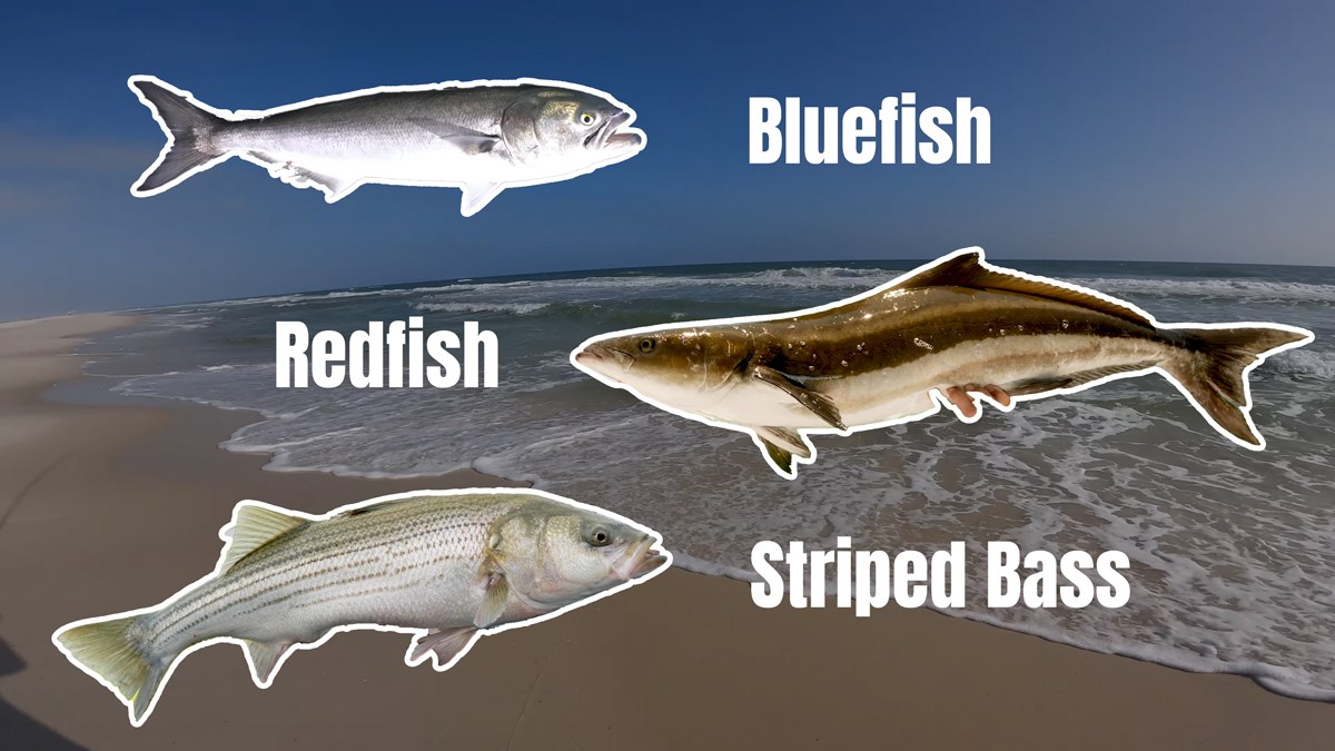 bluefish, redfish and striped bass