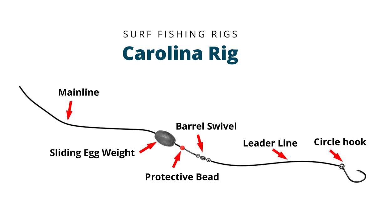 carolina rig