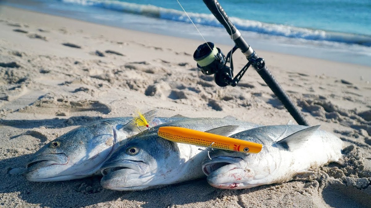 surf fishing bait