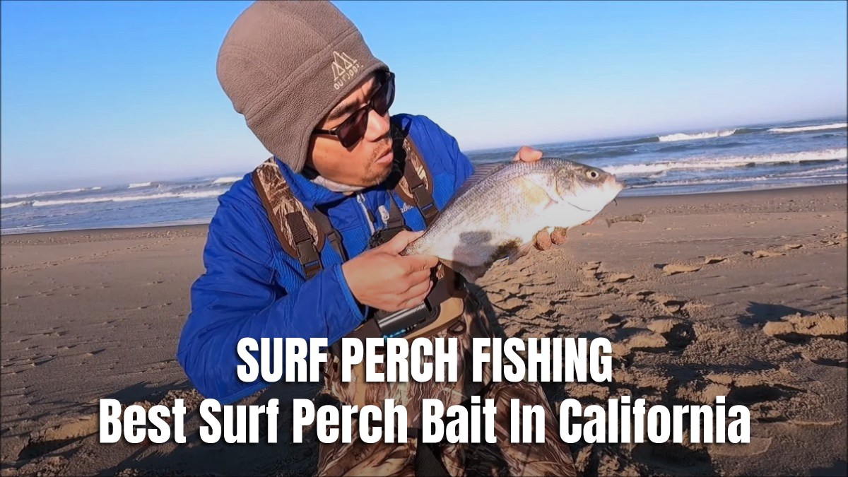 Surf Perch Fishing: Best Surf Perch Bait In California 2023