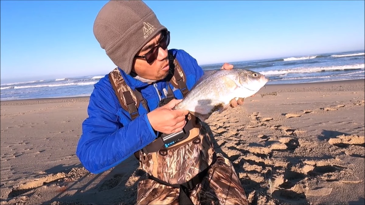 surf perch fishing