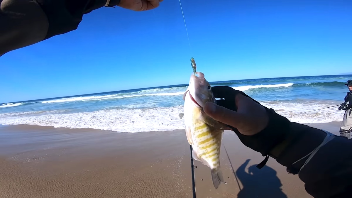 surf perch fishing